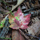 Illustration for article titled Shooting Challenge Fall Leaves Gallery 4